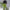 Ausuda Women Solid Cotton Straight Pants | Comfortable Elastic Waist Casual Daily Wear Trousers (Green)