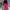 Ausuda Women Solid Cotton Straight Pants | Comfortable Elastic Waist Casual Daily Wear Trousers (Pink)