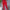 Ausuda Women Solid Cotton Straight Pants | Comfortable Elastic Waist Casual Daily Wear Trousers (Red)