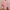 Ausuda Women Pure Cotton Floral Printed Co-Ord Set | Pink Casual Top & Pant Set