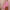 Ausuda Women Pure Cotton Floral Printed Co-Ord Set | Pink Casual Top & Pant Set