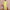 Ausuda Women Pure Cotton Printed Co-Ord Set | Parrot Green Casual Top & Pant Set
