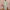 Ausuda Women Pure Cotton Printed Co-Ord Set | Pista Green Floral Top & Pant Set