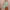 Ausuda Women Pure Cotton Printed Co-Ord Set | Pista Green Floral Top & Pant Set