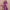 Ausuda Women Pure Cotton Printed Co-Ord Set | Purple Casual Top & Pant Set