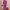Ausuda Women Pure Cotton Printed Co-Ord Set | Purple Casual Top & Pant Set