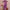 Ausuda Women Pure Cotton Printed Co-Ord Set | Purple Casual Top & Pant Set