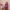 Ausuda Women Pure Cotton Printed Co-Ord Set | Purple Casual Top & Pant Set