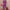 Ausuda Women Pure Cotton Printed Co-Ord Set | Purple Casual Top & Pant Set