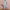 Ausuda Women Pure Cotton Printed Co-Ord Set | Sky Blue Casual Top & Pant Set