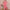 Ausuda Women Pure Cotton Printed Co-Ord Set | Pink Casual Top & Pant Set