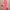Ausuda Women Pure Cotton Printed Co-Ord Set | Pink Casual Top & Pant Set