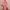 Ausuda Women Pure Cotton Printed Co-Ord Set | Pink Casual Top & Pant Set