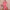 Ausuda Women Pure Cotton Printed Co-Ord Set | Pink Casual Top & Pant Set