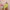 Ausuda Women Pure Cotton Printed Co-Ord Set | Green Casual Top & Pant Set