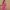 Ausuda Women Pure Cotton Pink Geometric Printed Short Kurti | Casual Ethnic Wear for Everyday Comfort