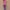 Ausuda Women Pure Cotton Printed Peplum Top | Casual Ethnic Cotton Tunic for Women
