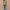 Ausuda Women Pure Cotton Olive Green Floral Printed Peplum Top | Casual Ethnic Cotton Tunic for Women